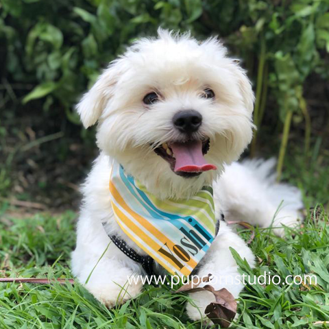 Dog Bandana, personalised with pet name, made in Singapore, colourful stripes